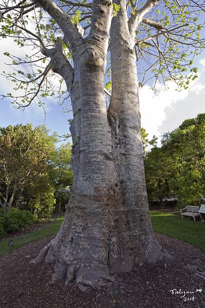 20080424_184524 D3 P.jpg - Native to the grassy plains of Africa it fills with water and attracts elephants who like the moist bark